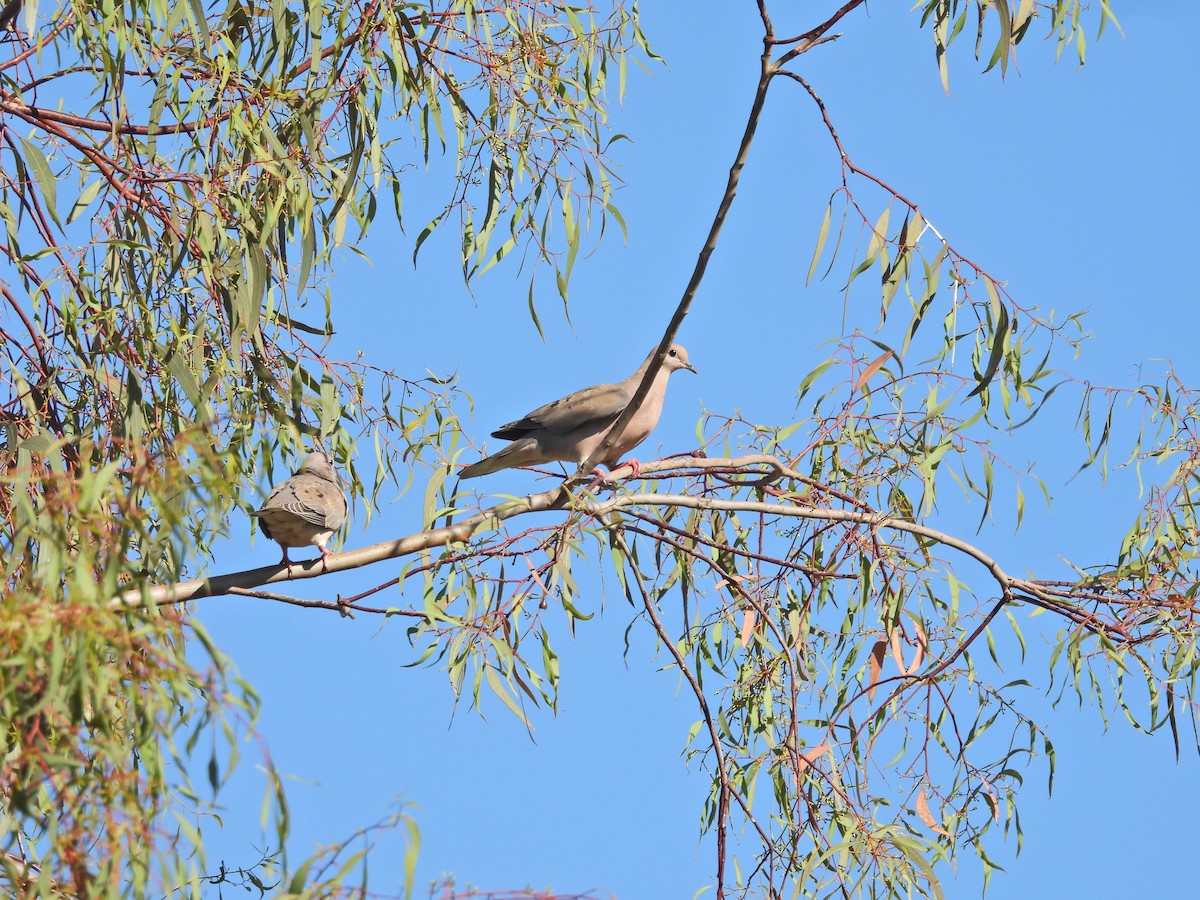 Зенаїда південна - ML646547125