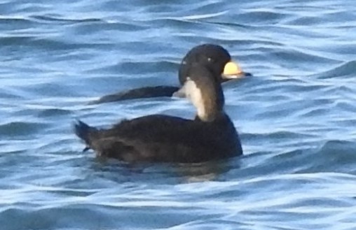 amerikasvartand - ML646547126