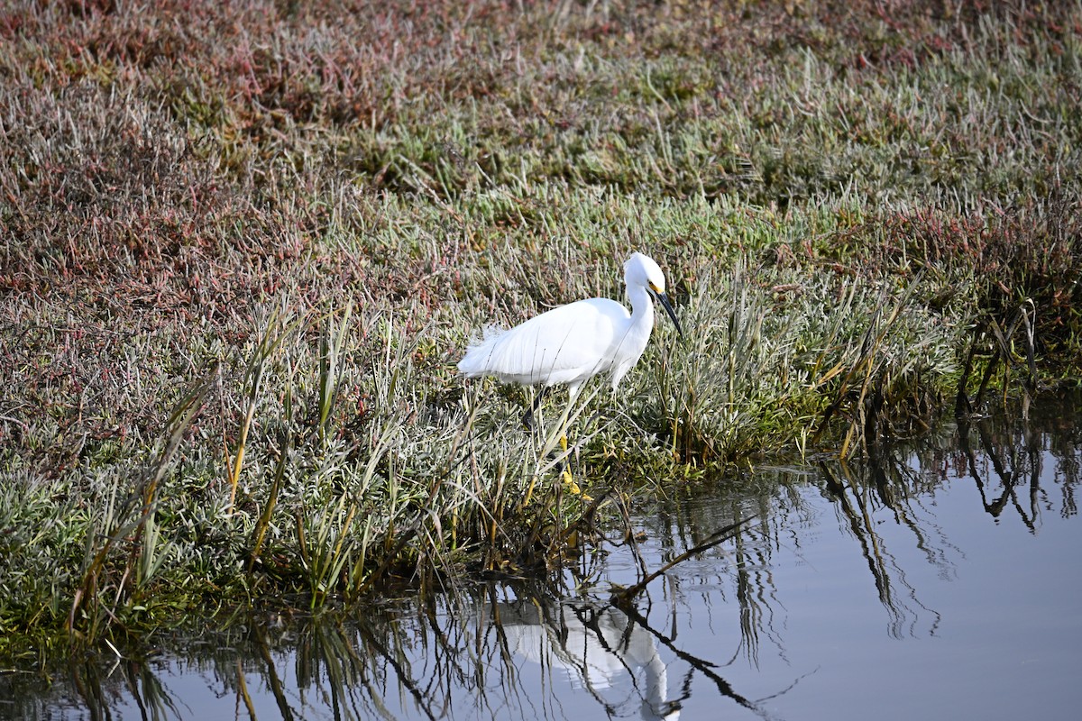 Snowy Egret - ML646547127