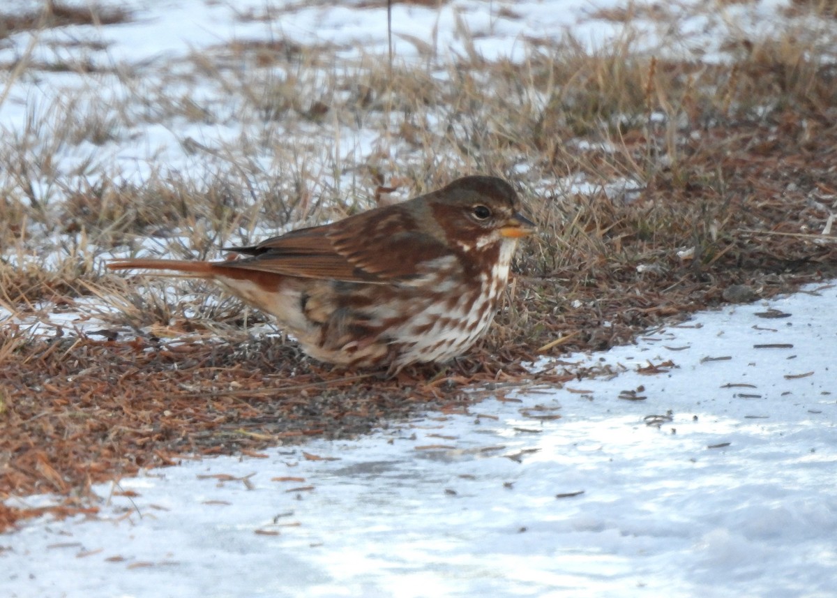 Fox Sparrow - ML646547128