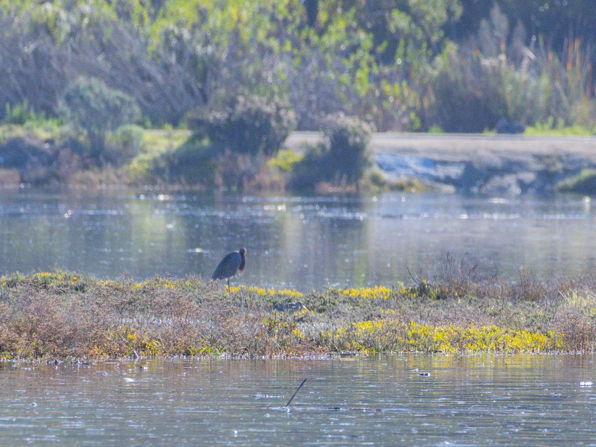 Reddish Egret - ML646547129