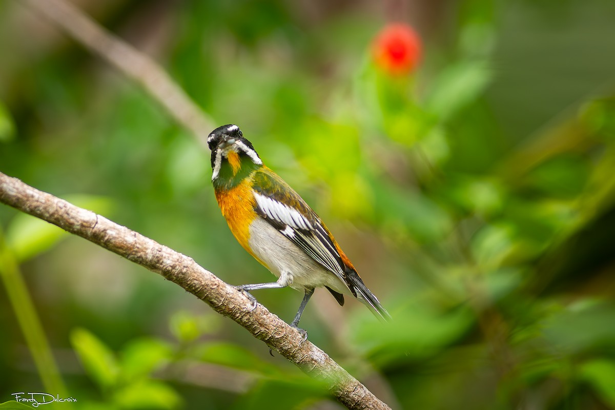 Western Spindalis - ML646547130