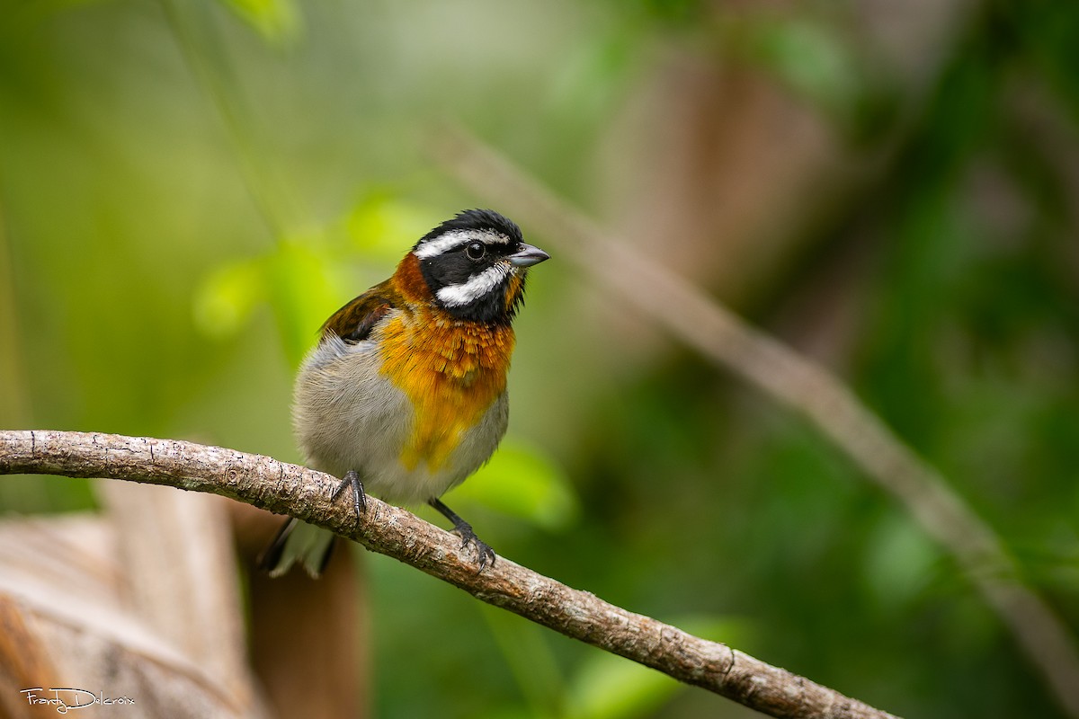 Western Spindalis - ML646547131