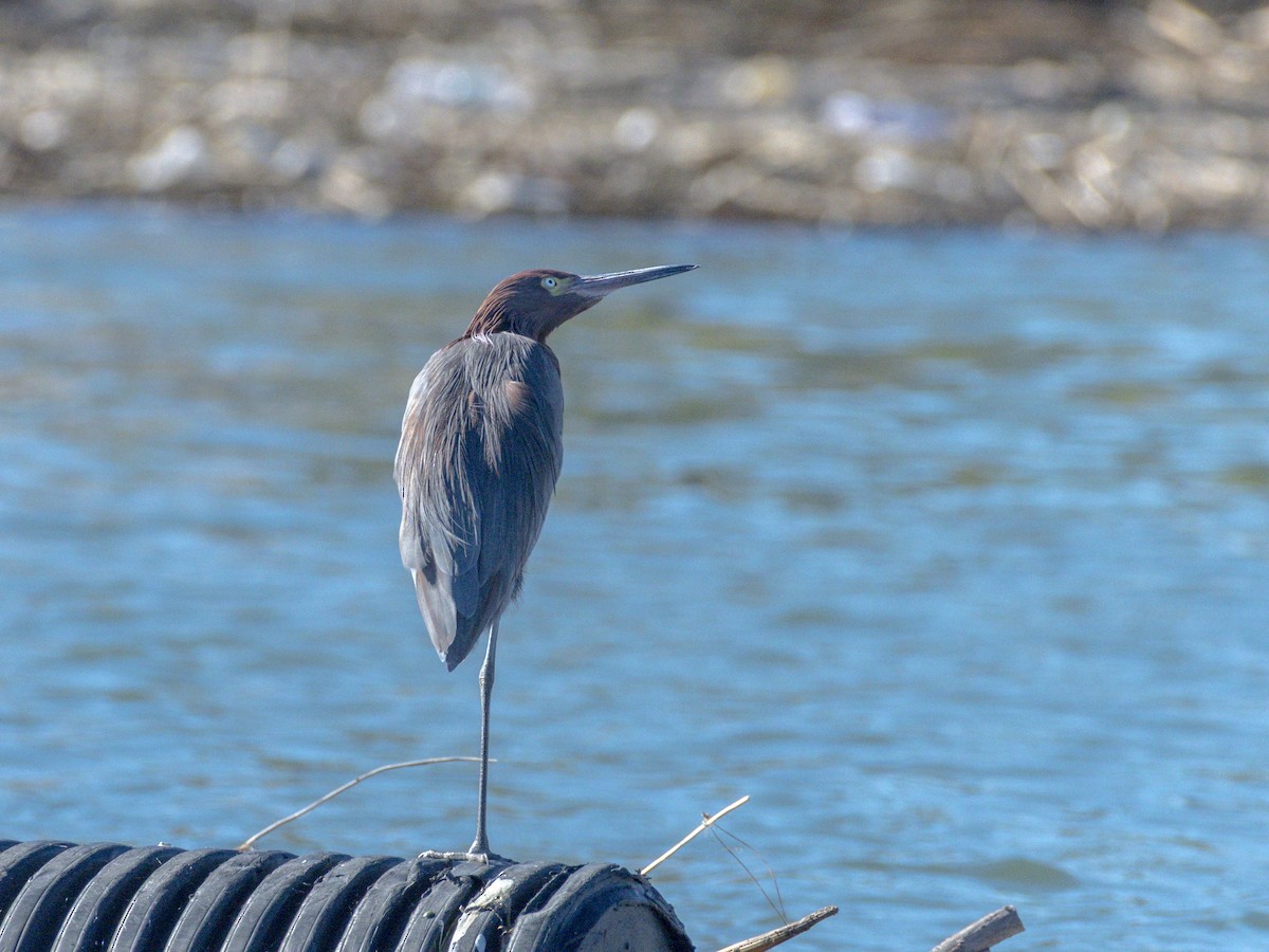 Reddish Egret - ML646547132