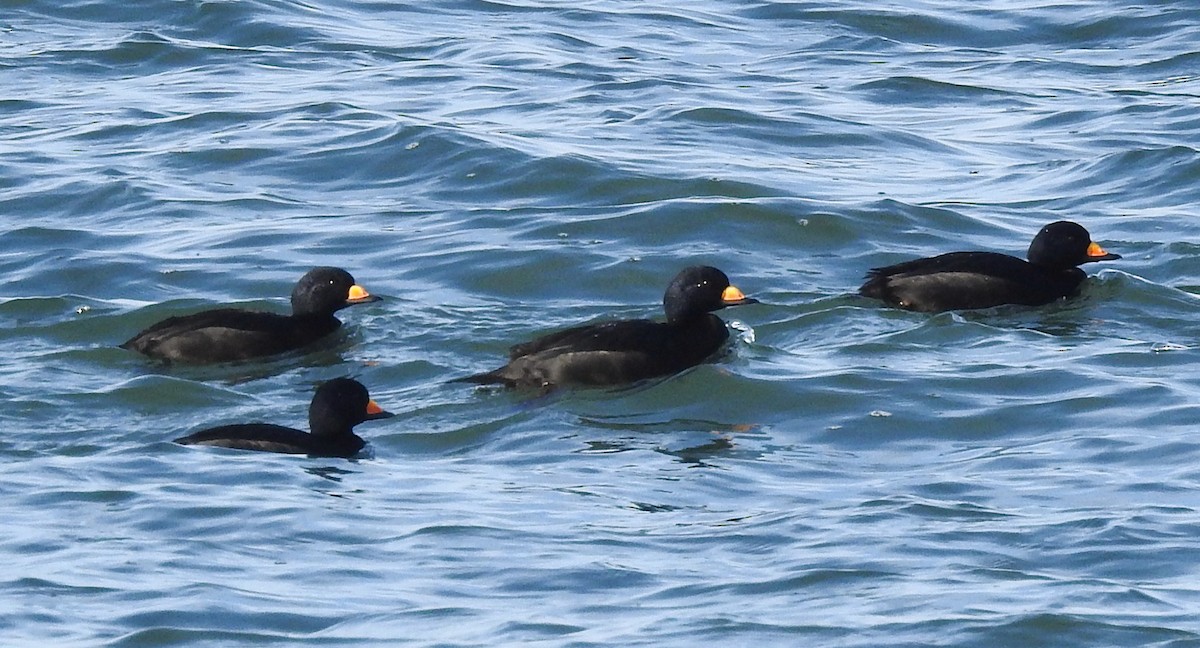 amerikasvartand - ML646547137