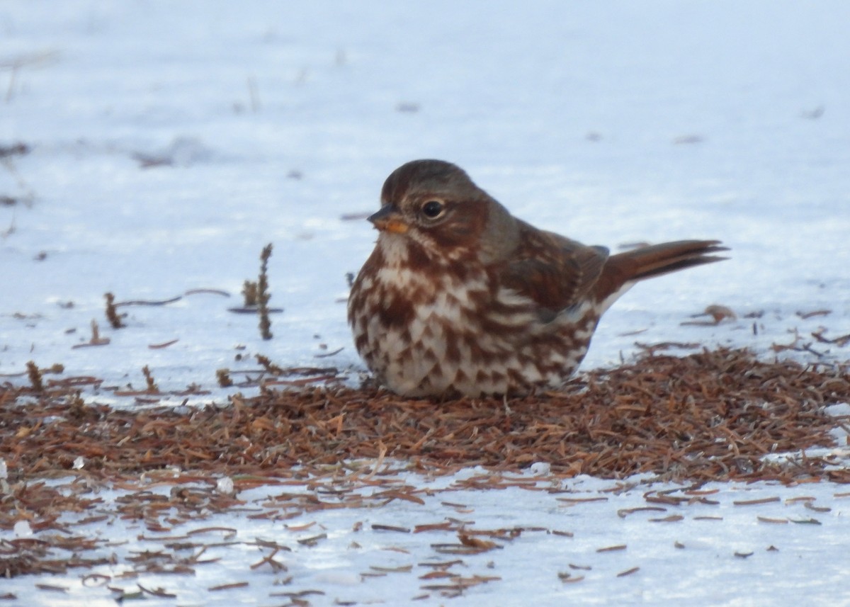 Fox Sparrow - ML646547138