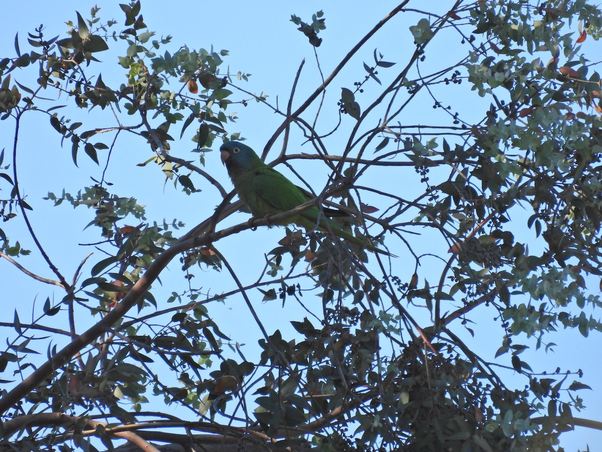 Аратинга синьолобий - ML646547143