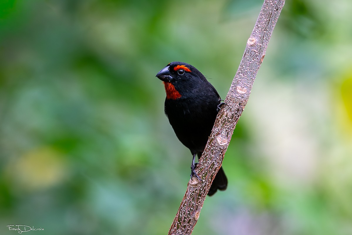 Greater Antillean Bullfinch - ML646547144