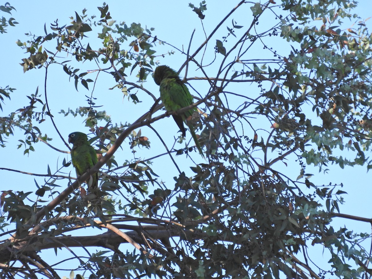 Аратинга синьолобий - ML646547145