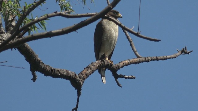 Roadside Hawk - ML646547146