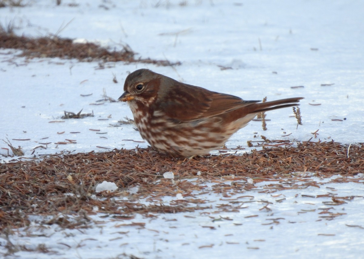 Fox Sparrow - ML646547147