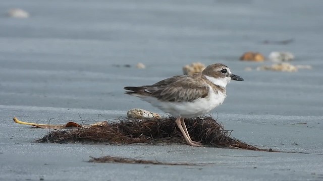 Wilson's Plover - ML646547148