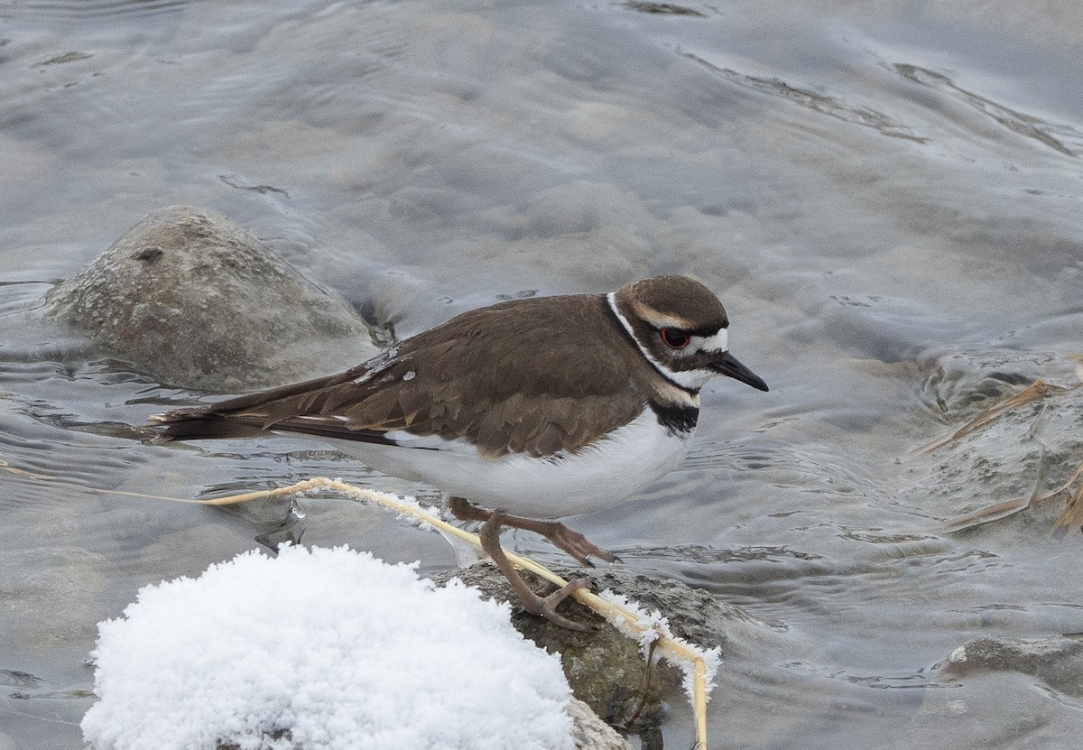 Пісочник крикливий - ML646547149