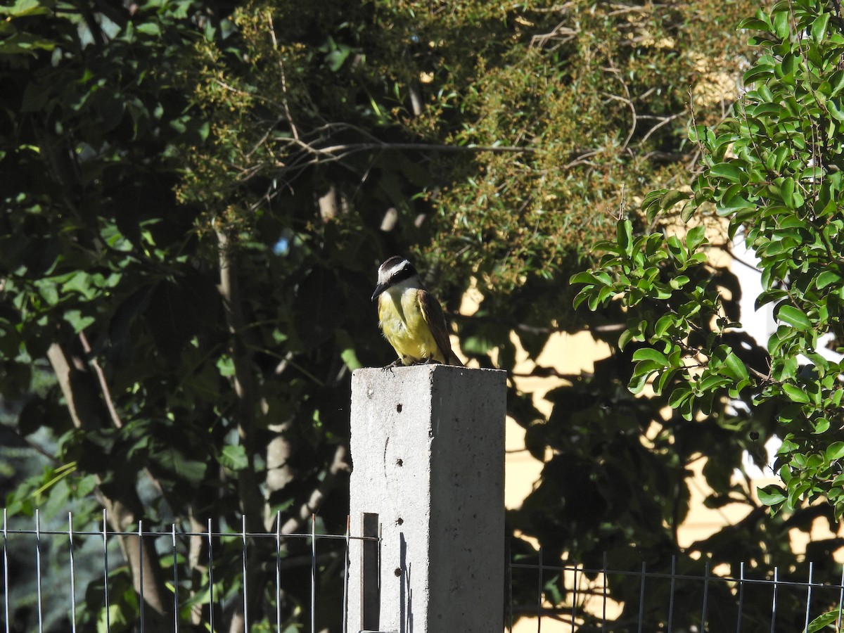 Пітанга велика - ML646547150