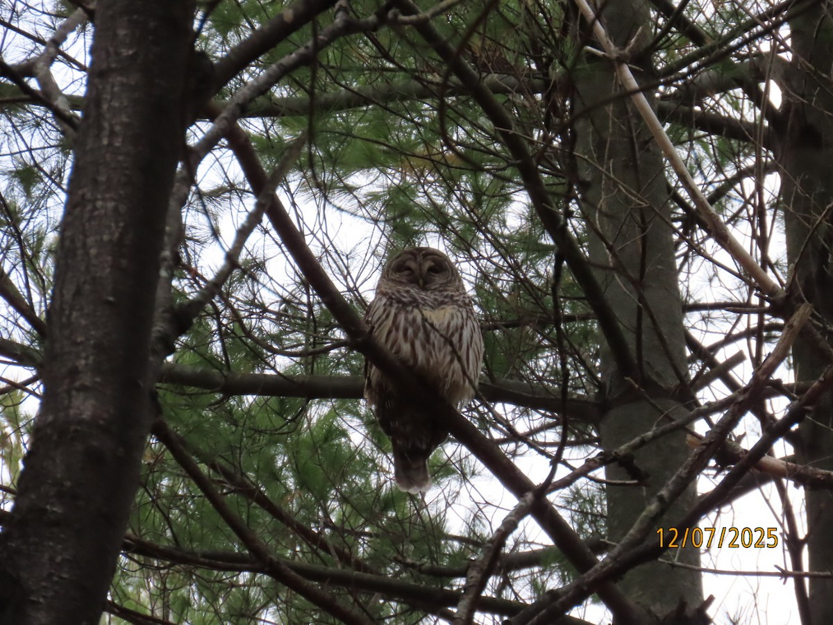 アメリカフクロウ - ML646547151