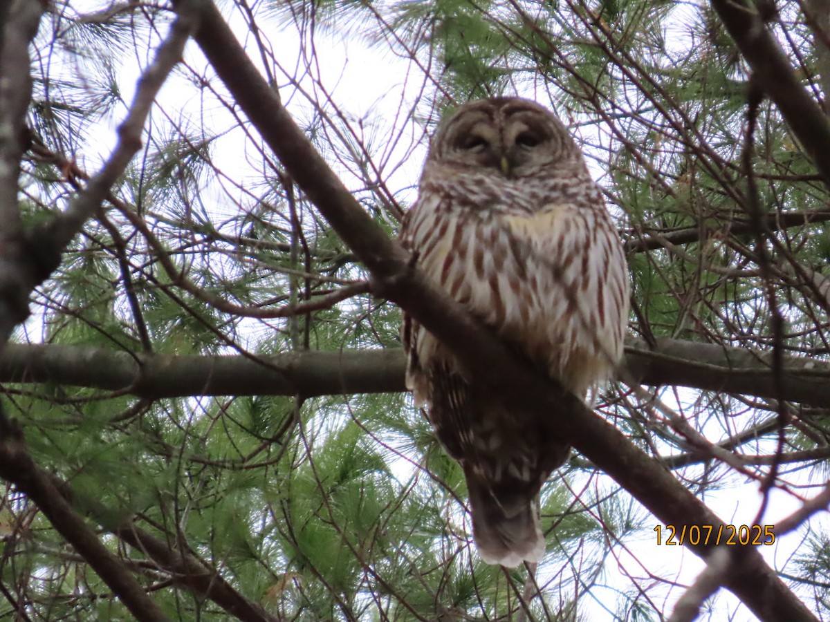 アメリカフクロウ - ML646547152