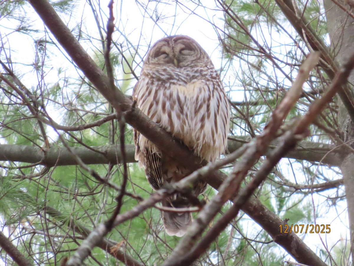 アメリカフクロウ - ML646547153