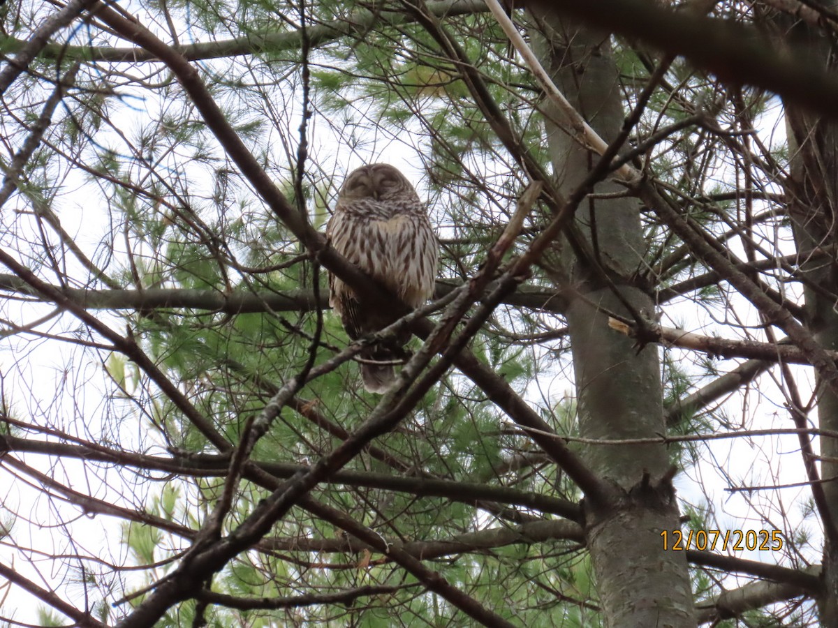 アメリカフクロウ - ML646547154