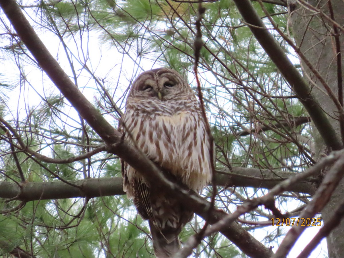 アメリカフクロウ - ML646547155