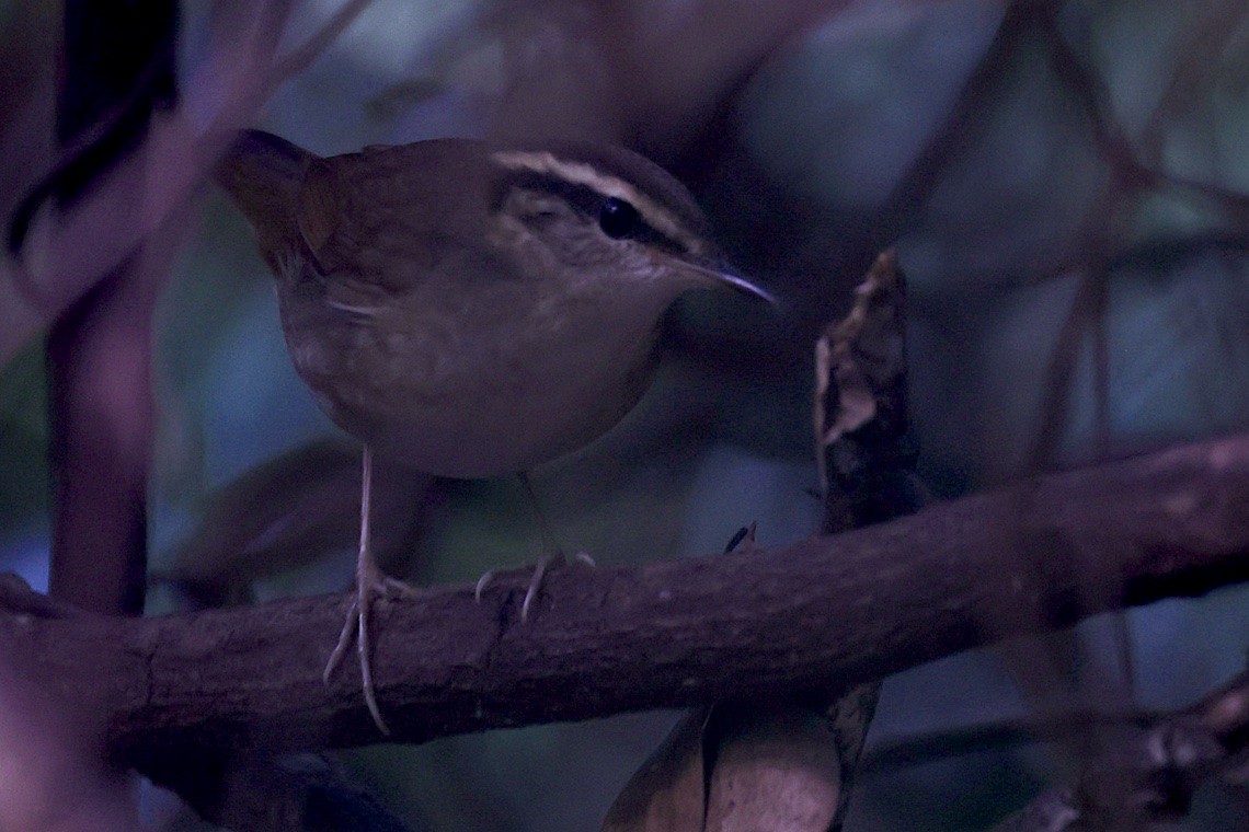 Широкохвістка далекосхідна - ML646547156