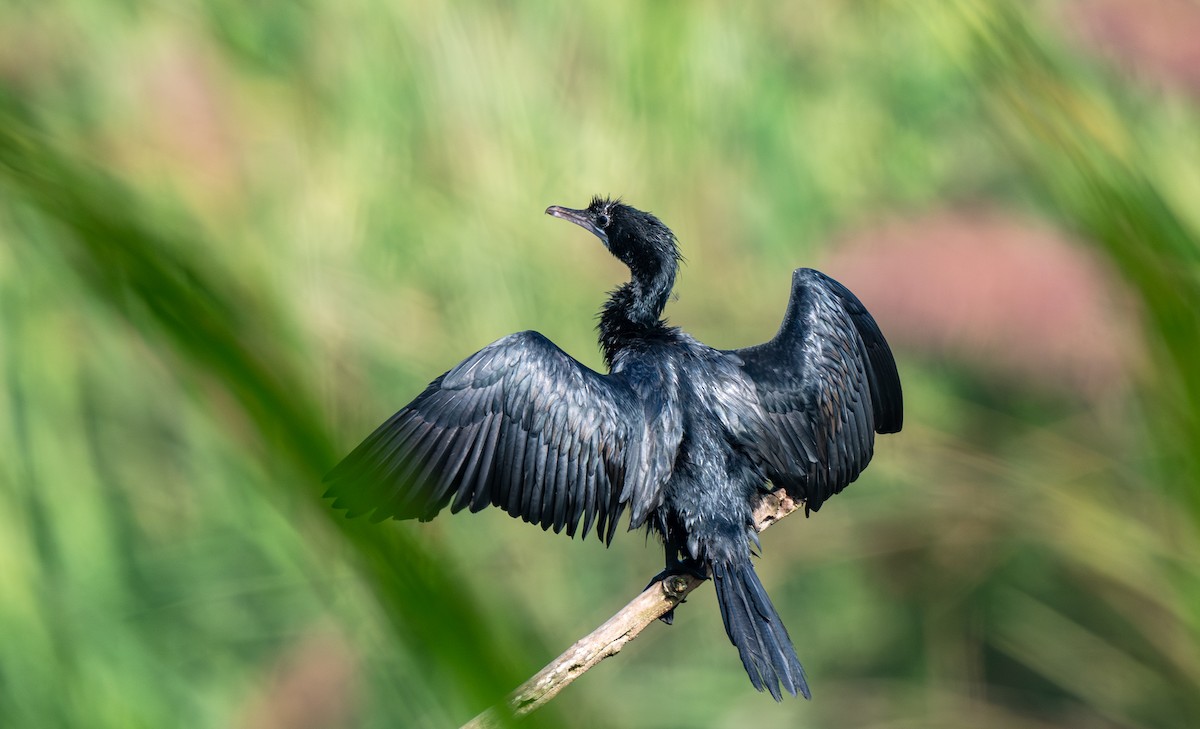 Баклан яванський - ML646547158