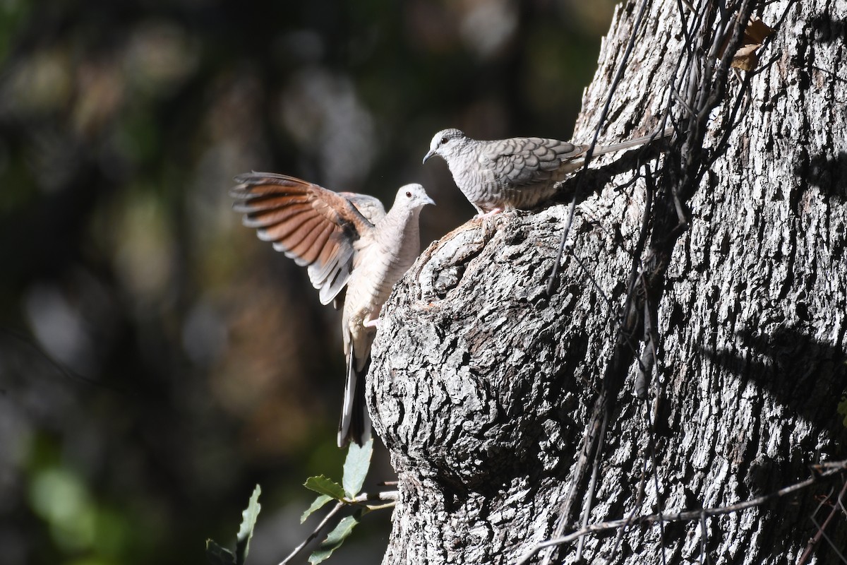 Горличка-інка мексиканська - ML646547159