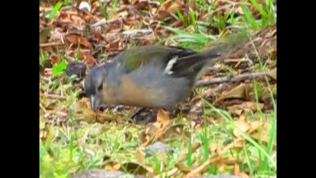 Azores Chaffinch - ML646547160