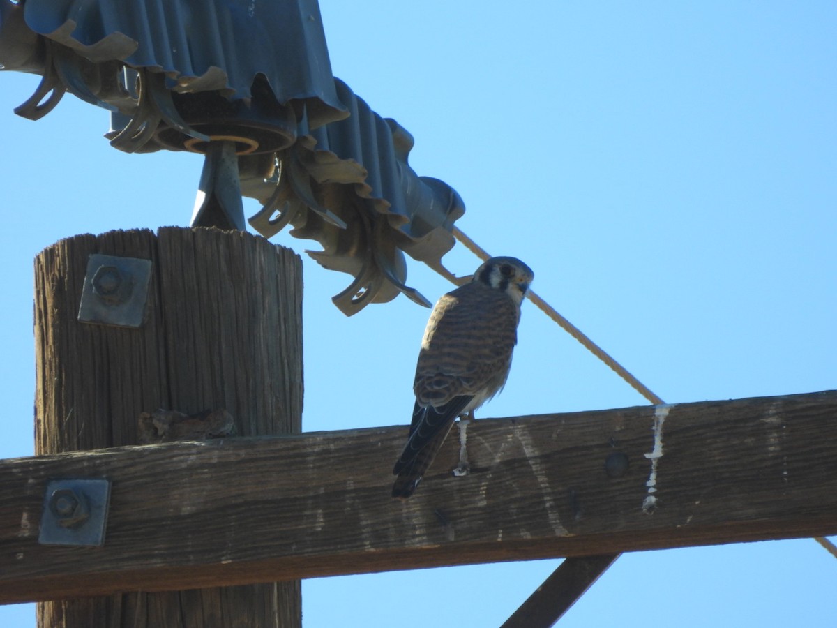 Боривітер американський - ML646547162