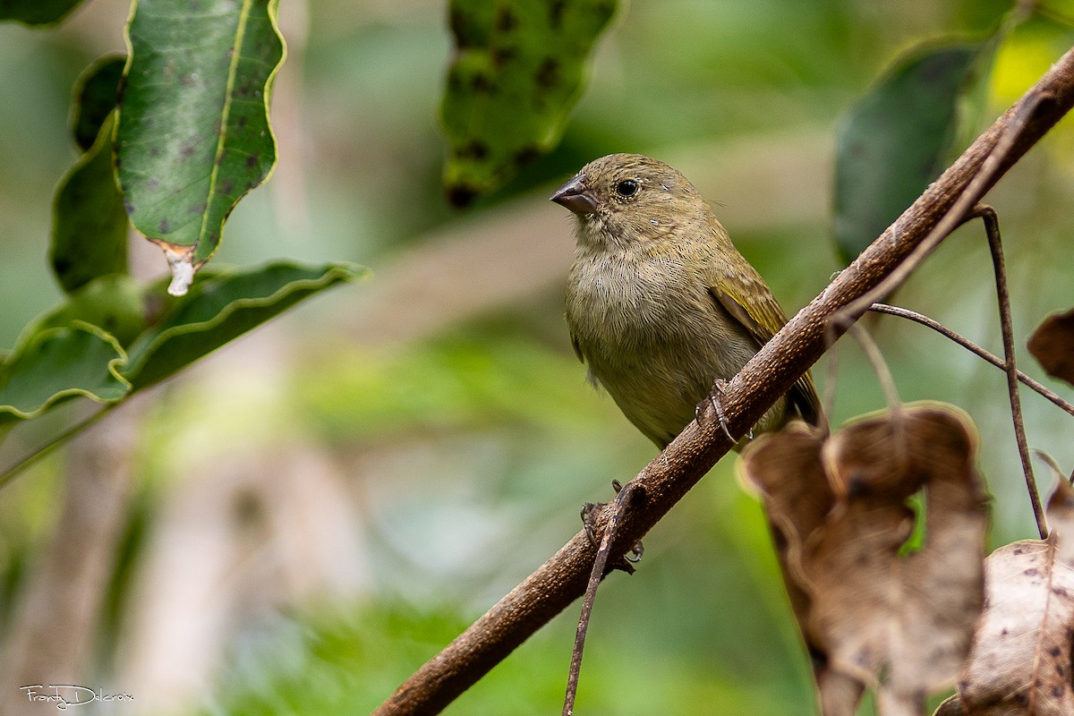 Потрост чорноволий - ML646547163