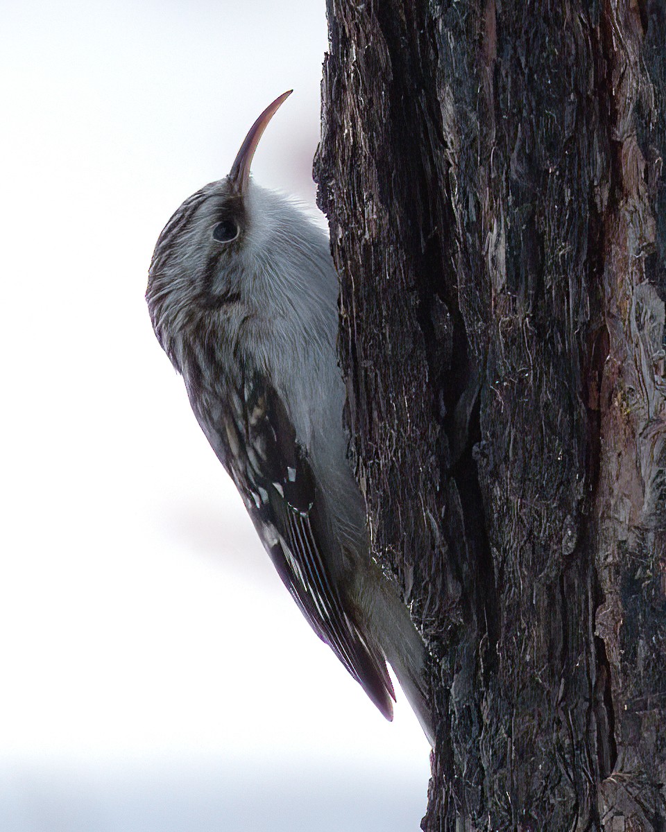 šoupálek americký - ML646547164