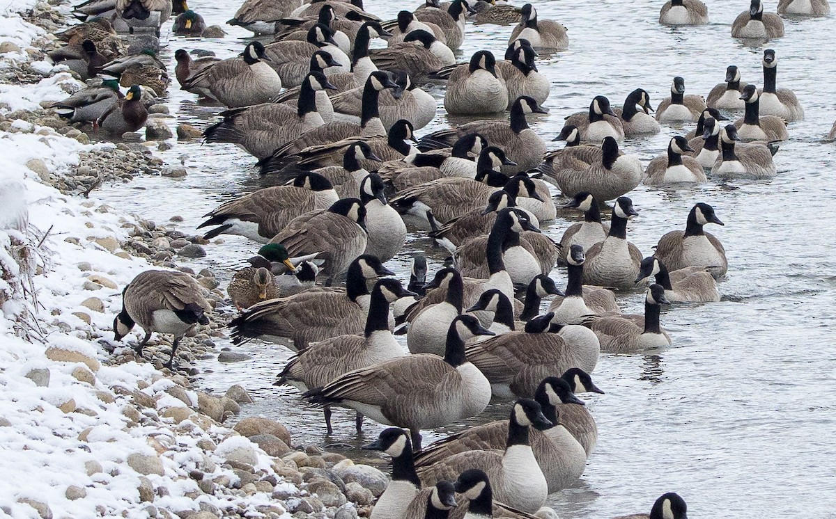 Казарка канадська - ML646547165