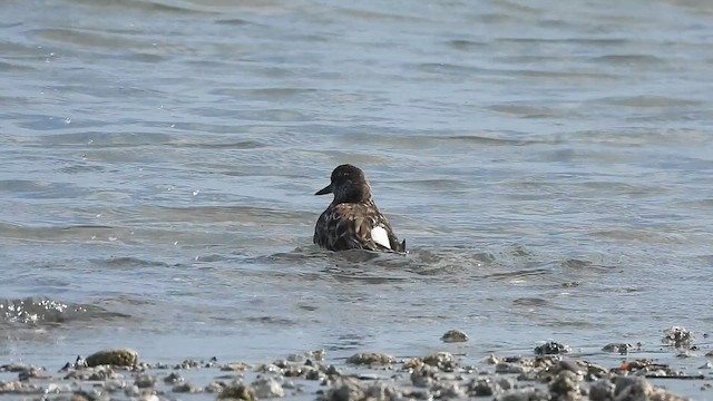 Ruddy Turnstone - ML646547166