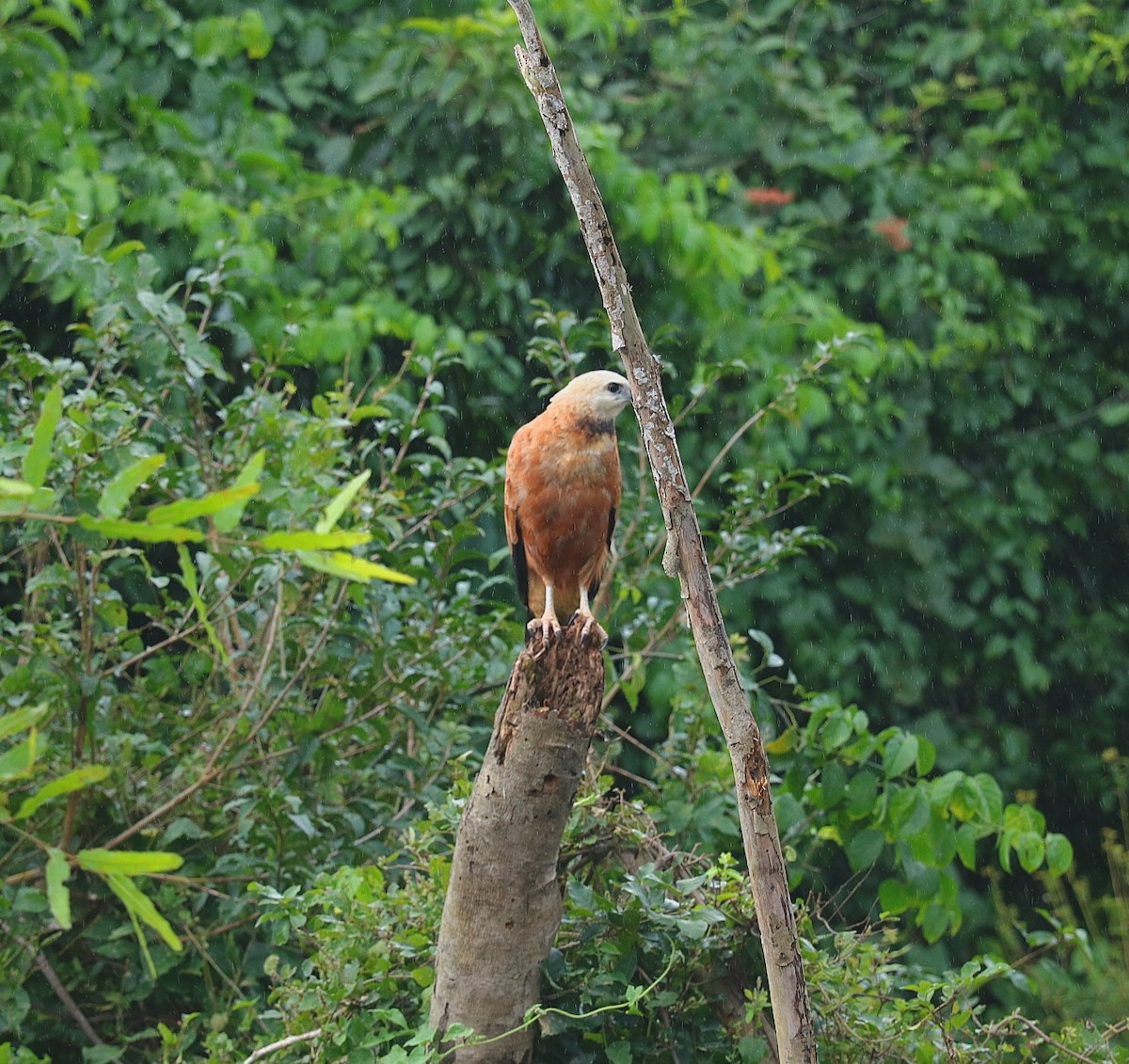 Канюк-рибалка - ML646547169