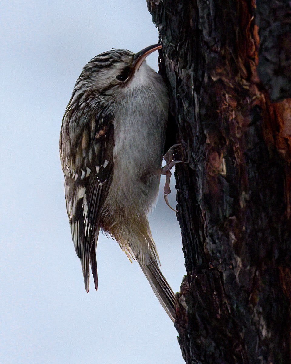 šoupálek americký - ML646547170