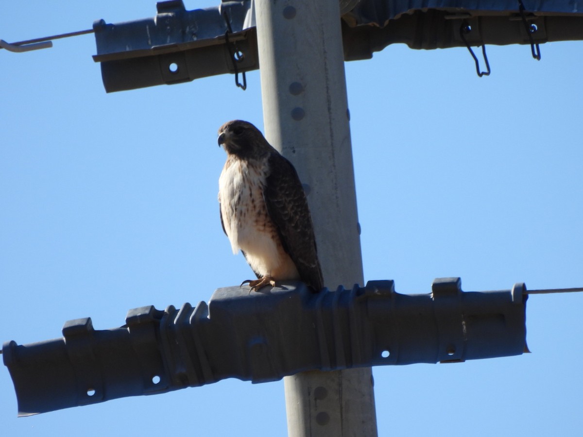 Канюк неоарктичний - ML646547172