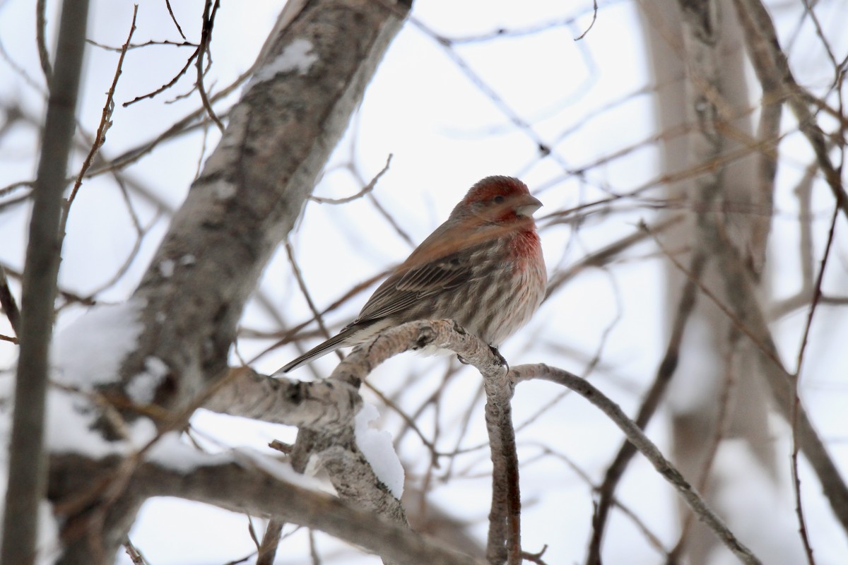 Чечевиця садова - ML646547173