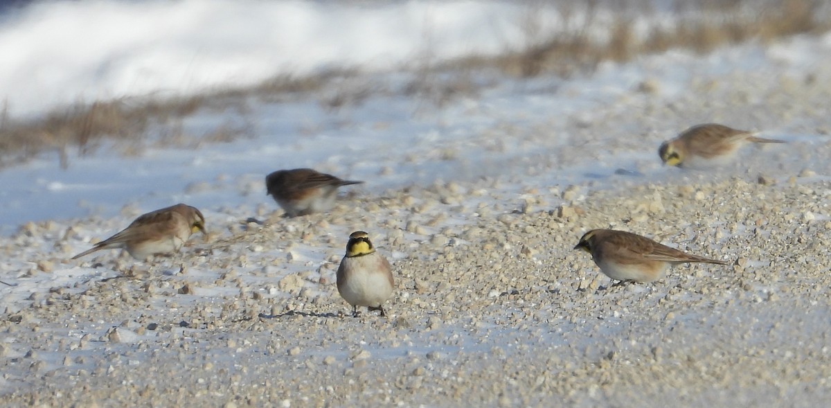 Жайворонок рогатий - ML646547175