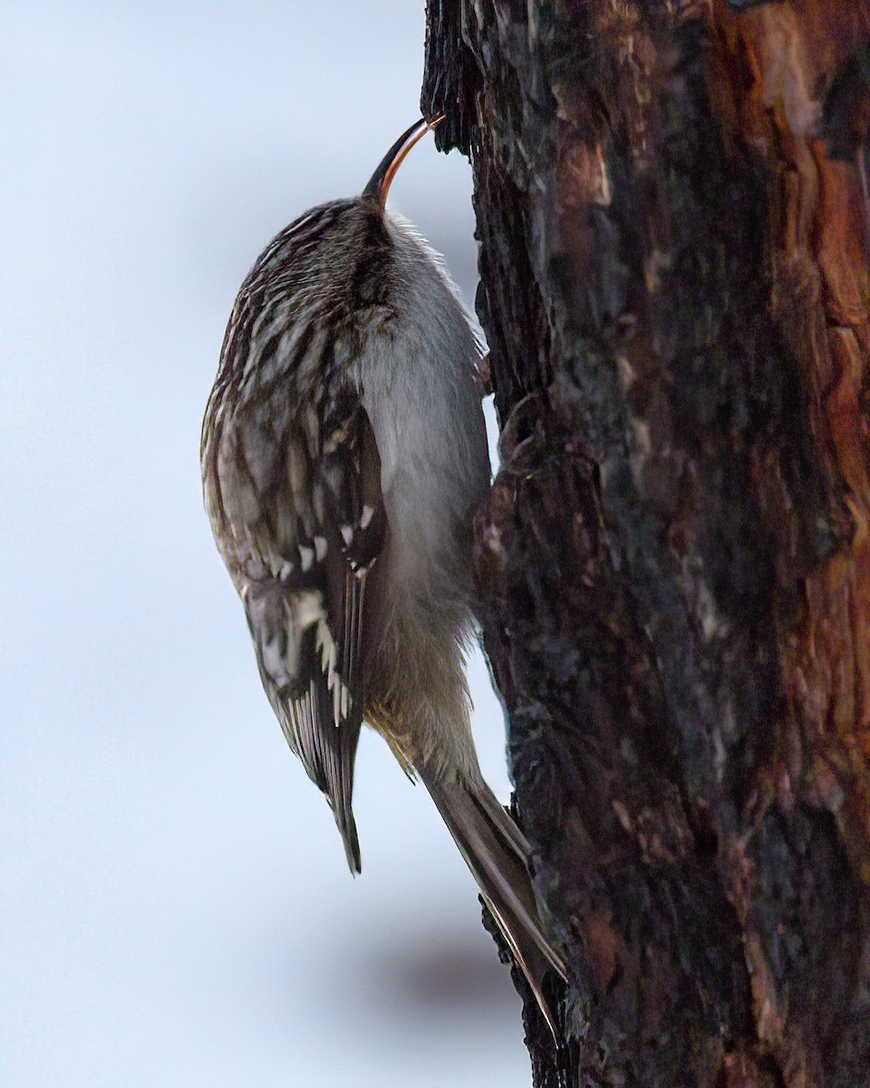 šoupálek americký - ML646547176