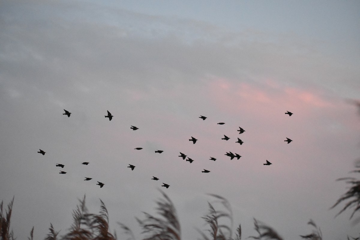 European Starling - ML646547177