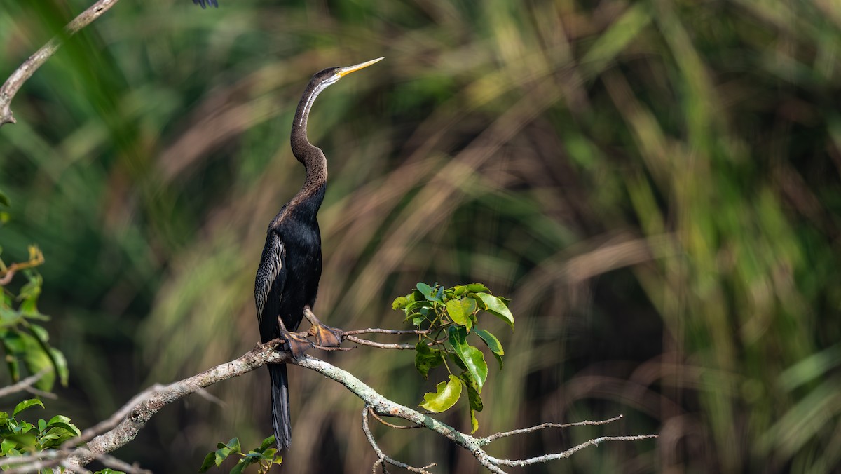Oriental Darter - ML646547178