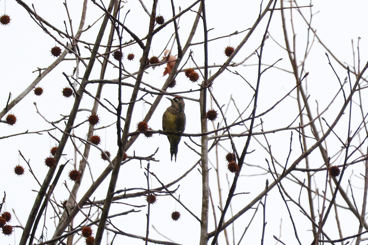 Дятел-смоктун жовточеревий - ML646547179