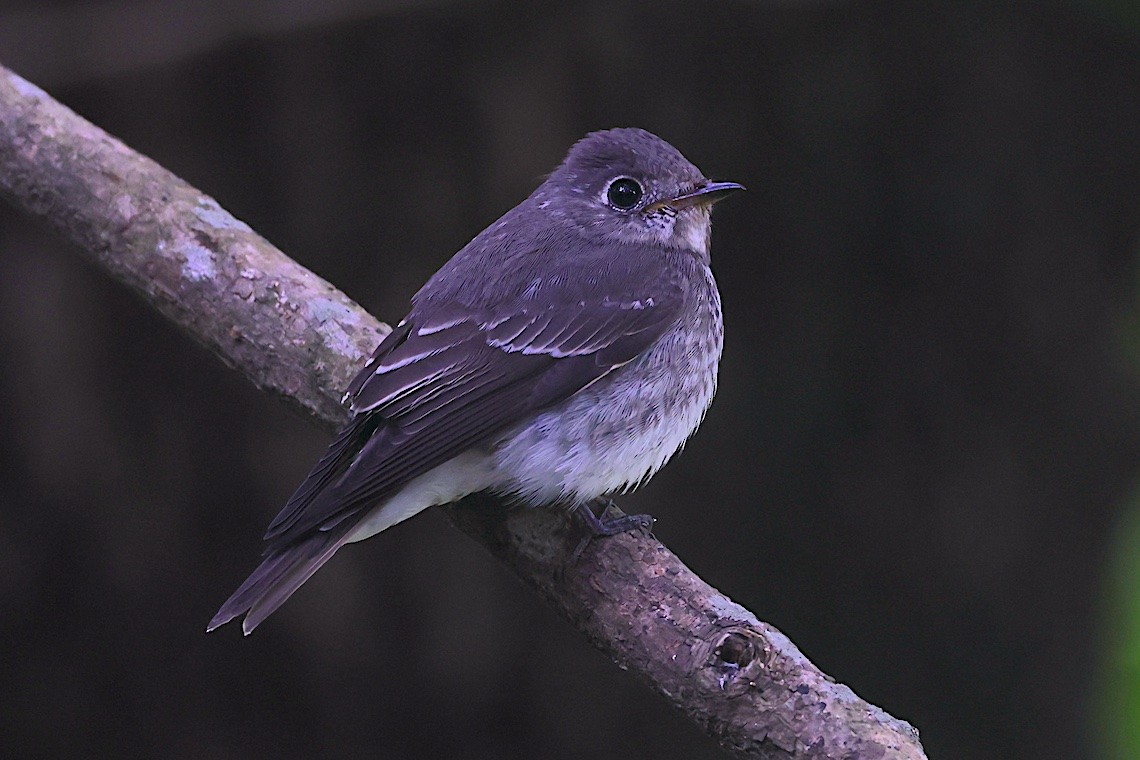 Dark-sided Flycatcher (Siberian) - ML646547180