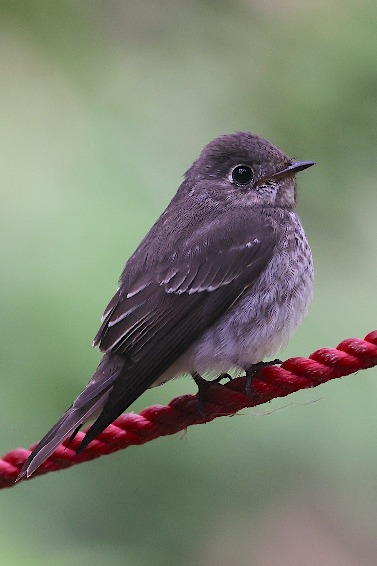 Dark-sided Flycatcher (Siberian) - ML646547181