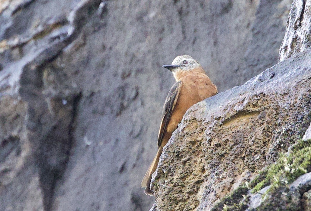 Біро великий (підвид ferruginea/sclateri) - ML646547182