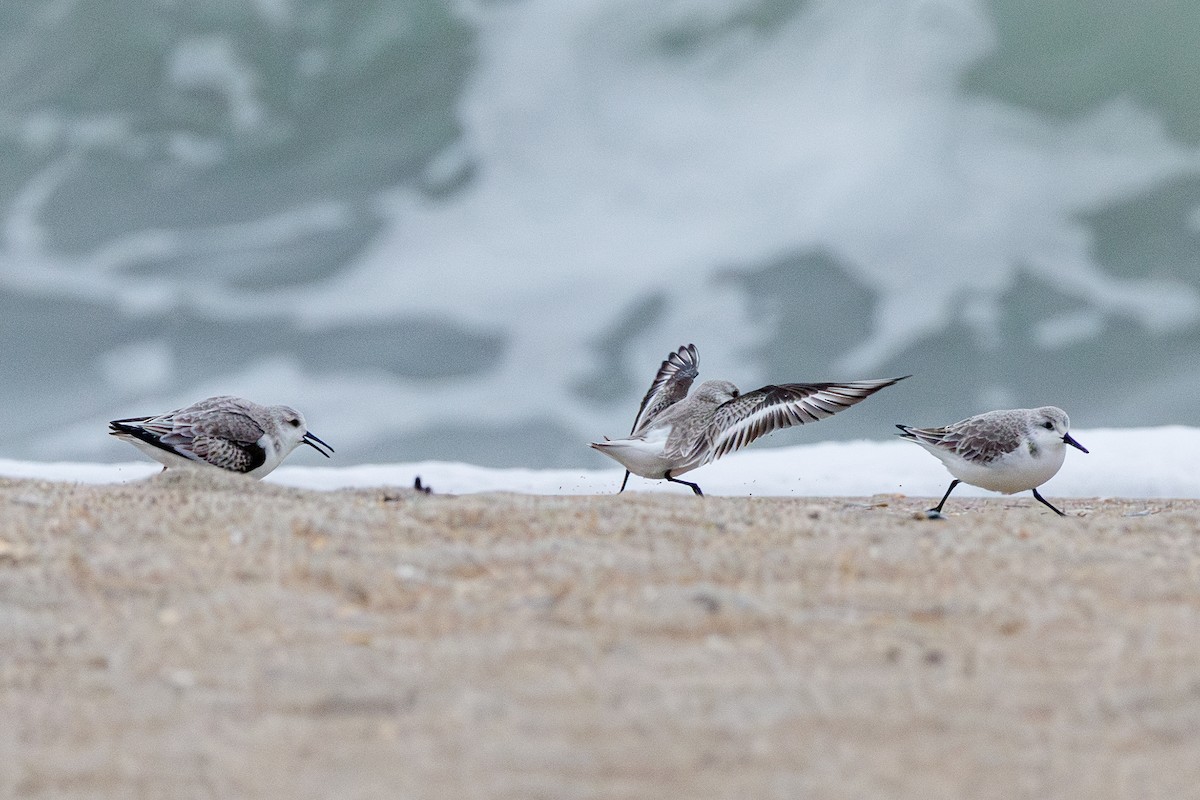 Побережник білий - ML646547184