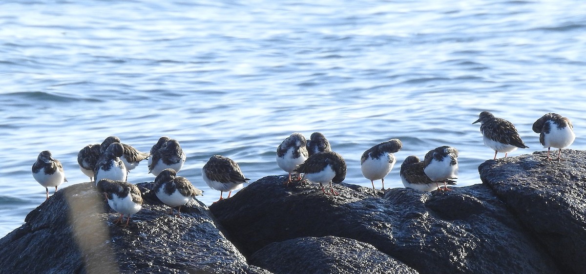 Ruddy Turnstone - ML646547186