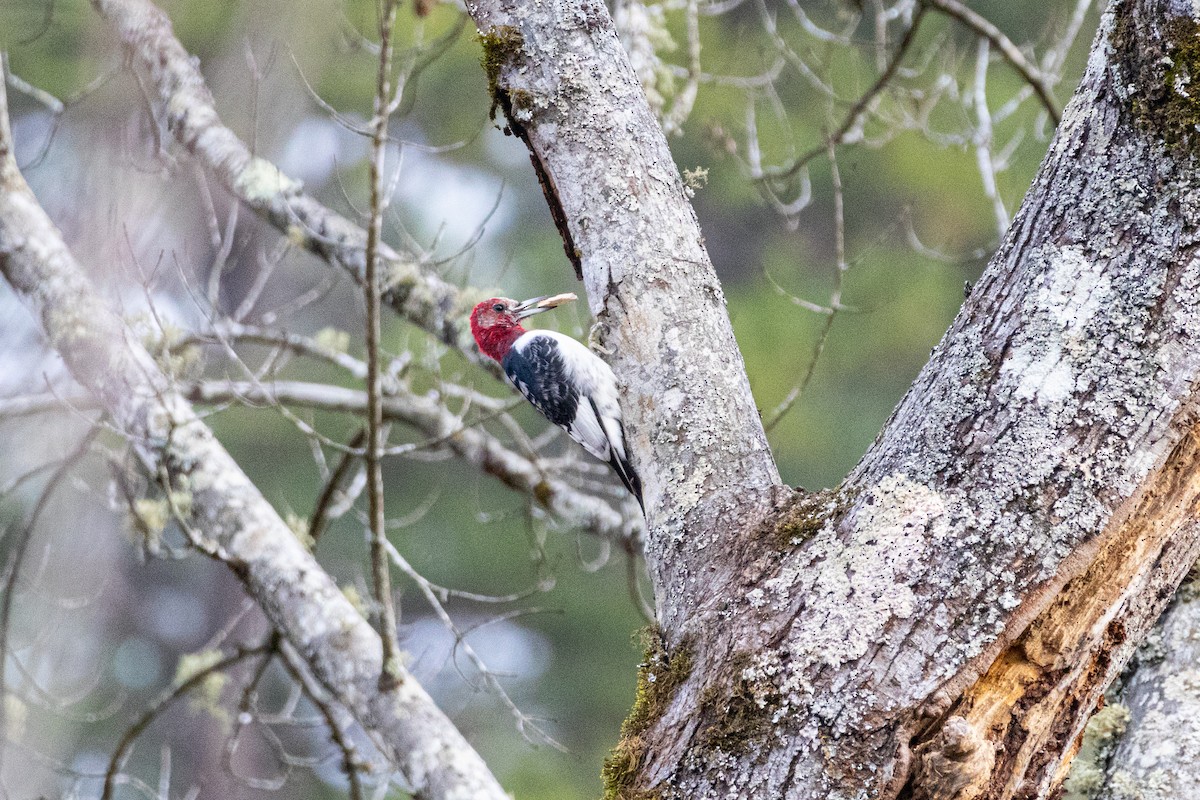 Гіла червоноголова - ML646547187