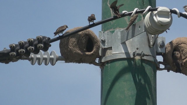 Brown-chested Martin - ML646547188