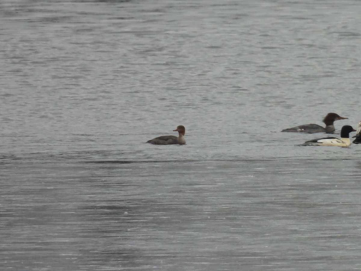 Крех середній - ML646547189