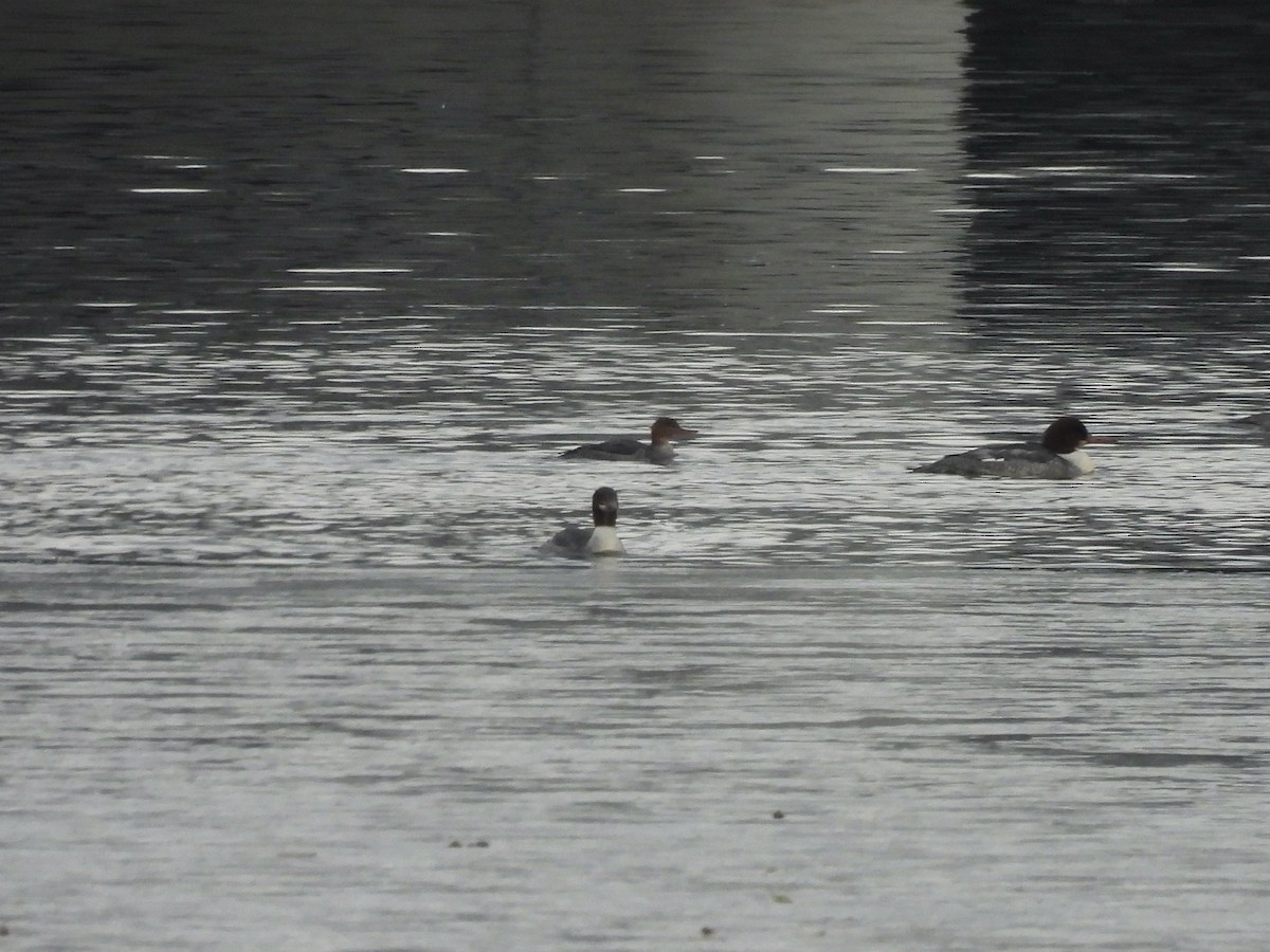 Крех середній - ML646547190